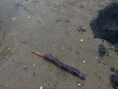 -北海金海湾红树林生态旅游区