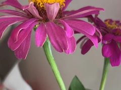 -七的湖·晚芳亭·阳澄湖农家菜·大闸蟹(莲花岛店)