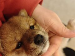 -宠颐生汉谟拉比宠物医院