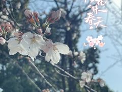 -顾村公园