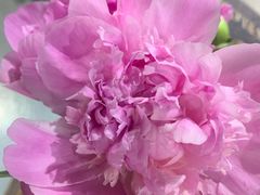 -何兮花店·气球派对鲜花店(马桥银春路万科城店)