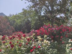 -莲花池公园