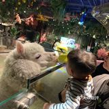[糖果]AdorableZoo主题动物乐园