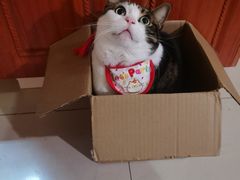 -爱侣宠医·鹦鹉专科·小型哺乳类·异宠专科(灵石路店)