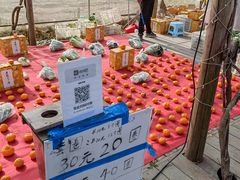 -前小桔亲子创意农场·草莓采摘·露营烧烤