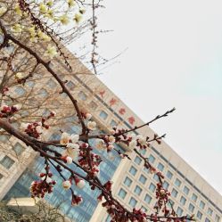 -万丽天津宾馆宴会厅