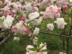 -南汇桃花村
