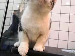 -猫大福·Fortune Cat猫舍(百子湾店)