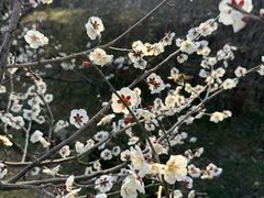 -香雪海