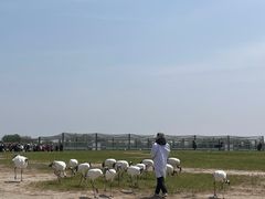 -盐城丹顶鹤湿地生态旅游区