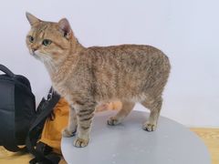 -Heymao猫咖.咖啡厅(东门店)