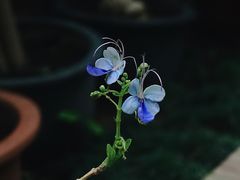 -国家植物园南园