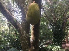 -海南热带野生动植物园
