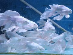 -青石桥花鸟鱼虫市场(叠翠城店)