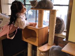 -more than meow吴止猫主题餐厅(承德 中船汇店)