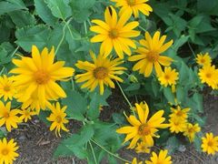 -永定河休闲森林公园