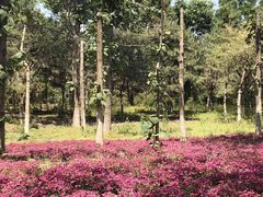 -大兴滨河森林公园