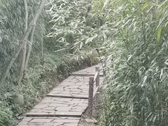 -都江堰中华大熊猫苑