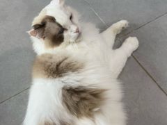 -Heymao猫咖.咖啡厅(东门店)