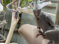 -吉丁鸟咖·异宠·寄养