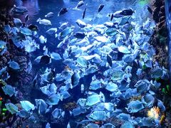 -海合安青岛极地海洋公园