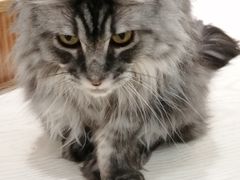 -猫和宫(六道口店)