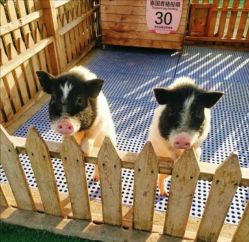 -萌宠亲子动物乐园(槐房万达店)