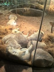 -Zoolung Zoolung动物主题公园(海信广场店)