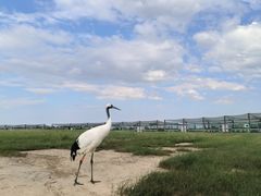 -盐城丹顶鹤湿地生态旅游区