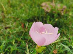 -合肥滨湖国家森林公园