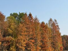 -上海海湾国家森林公园