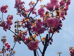 iphone_upload_pic-高东镇樱花园