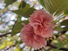 -高东镇樱花园