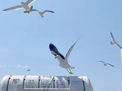 -海驴岛(荣成市)