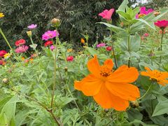 -前小桔亲子创意农场·草莓采摘·露营烧烤