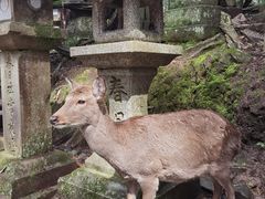 -奈良公园