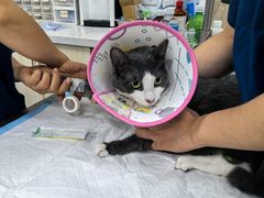 -乖乖宠物医院·猫科·急重症中心(车站北路分院)