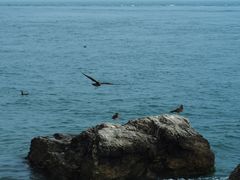 -海驴岛(荣成市)