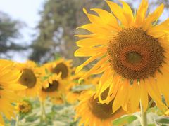 android_upload_pic-七珍佛山