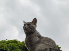 -猫岛主趣味餐厅(鼓浪屿店)