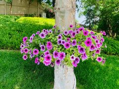 -静之湖湖畔餐厅