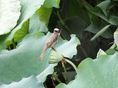 景点-荔湾湖公园