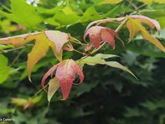 -国家植物园