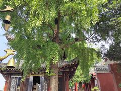 -武汉长春观