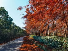 -上海海湾国家森林公园