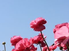 -上海鲜花港
