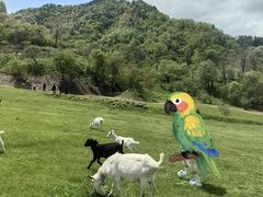 -狮子沟牧场