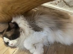 -李小姐の猫咖啡馆(五角场店)