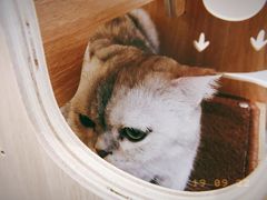 -飞行喵MR PILOT|猫舍·猫咖(静安大融城店)