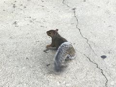 -尼亚加拉瀑布州立公园